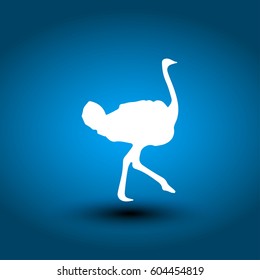 Ostrich vector. Birds of savannah in flat design. African fauna illustration.