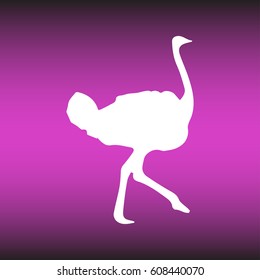 Ostrich vector. Birds of savannah in flat design. African fauna illustration.