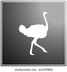 Ostrich vector. Birds of savannah in flat design. 