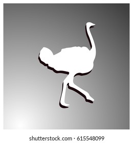Ostrich vector. Birds of savannah in flat design. African fauna illustration. Wild life in tropics concept for childrens books illustrating. Ostrich farm logo.