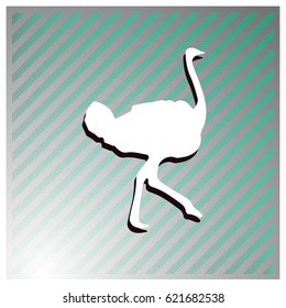 Ostrich vector. Birds of savannah in flat design. African fauna illustration. Wild life in tropics concept for childrens books illustrating. Ostrich farm logo.