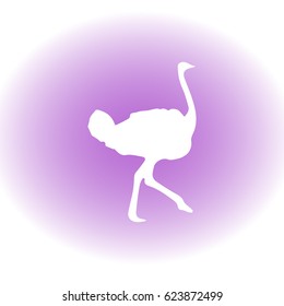 Ostrich vector. Birds of savannah in flat design. African fauna illustration. Wild life in tropics concept for childrens books illustrating.