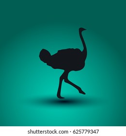 Ostrich vector. Birds of savannah in flat design. African fauna illustration. Wild life in tropics concept for childrens books illustrating.