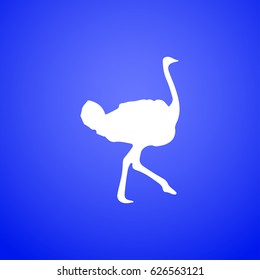Ostrich vector. Birds of savannah in flat design. African fauna illustration. Wild life in tropics concept for childrens books illustrating.