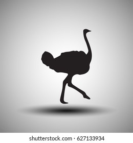 Ostrich vector. Birds of savannah in flat design. African fauna illustration. Wild life in tropics concept for childrens books illustrating.