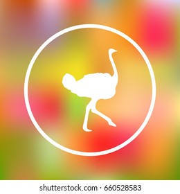 Ostrich vector. Birds of savannah in flat design. African fauna illustration.