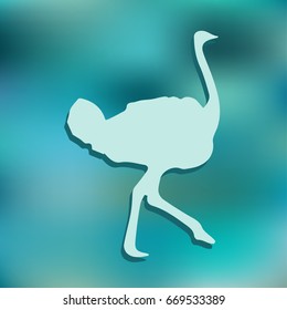 Ostrich vector. Birds of savannah in flat design. African fauna illustration.