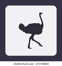 Ostrich vector. Birds of savannah in flat design. African fauna illustration.