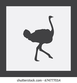 Ostrich vector. Birds of savannah in flat design. African fauna illustration.