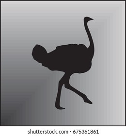 Ostrich vector. Birds of savannah in flat design. African fauna illustration.
