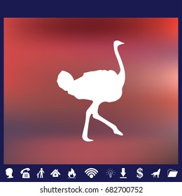 Ostrich vector. Birds of savannah in flat design. African fauna illustration.