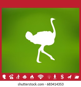 Ostrich vector. Birds of savannah in flat design. African fauna illustration.