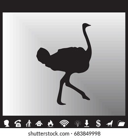 Ostrich vector. Birds of savannah in flat design. African fauna illustration.