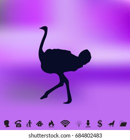 Ostrich vector. Birds of savannah in flat design. African fauna illustration.