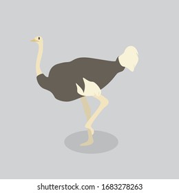 ostrich vector cartoon illustration. Cute friendly welsh ostrich, isolated on grey. Pets, animals, bird theme design element in contemporary simple flat style