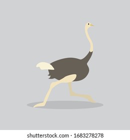 ostrich vector cartoon illustration. Cute friendly welsh ostrich, isolated on grey. Pets, animals, bird theme design element in contemporary simple flat style