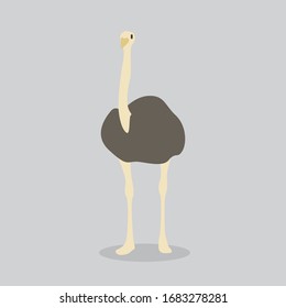ostrich vector cartoon illustration. Cute friendly welsh ostrich, isolated on grey. Pets, animals, bird theme design element in contemporary simple flat style