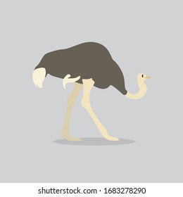 ostrich vector cartoon illustration. Cute friendly welsh ostrich, isolated on grey. Pets, animals, bird theme design element in contemporary simple flat style