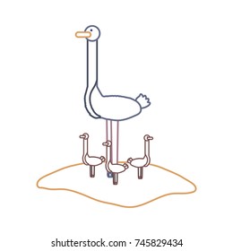 ostrich vector illustration