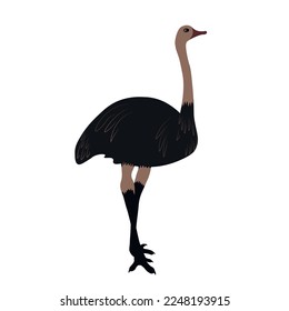 Ostrich vector illustration. Emu. A flightless bird. Zoo. Isolated on a white background.