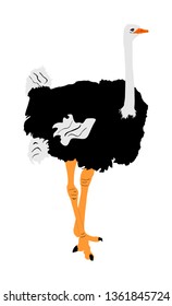 Ostrich vector illustration isolated on white background. Cartoon character. Big bird from Africa.
