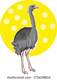 Ostrich. Vector illustration isolated on the yellow background