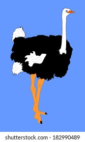 Ostrich vector isolated on blue background. Cartoon illustration.