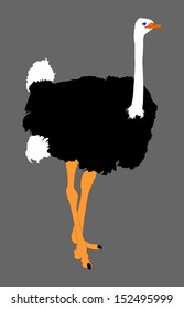 Ostrich vector isolated on gray background.