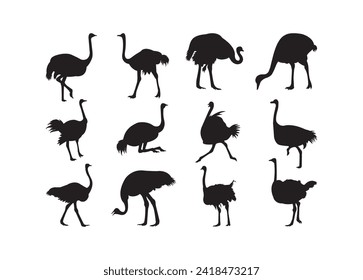 Ostrich vector for print, Ostrich clipart, Ostrich vector illustration