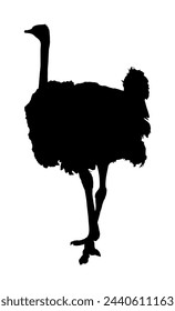 Ostrich vector silhouette isolated on white background. Biggest bird in the world. Africa animal. Shape ostrich shadow.