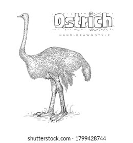 ostrich vector standing side view. hand drawn animal illustration