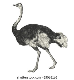 ostrich - vintage engraved illustration- "Cent récits d'histoire naturelle" by C.Delon published in 1889 France