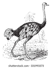 Ostrich, vintage engraved illustration. Dictionary of words and things - Larive and Fleury - 1895.
