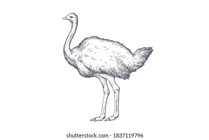 Ostrich. Vintage retro print, black white ostrich drawing, engrave old school style. Sketch artwork silhouette ostrich on white background. Side view profile. Vector Illustration