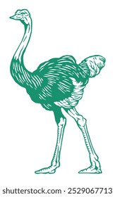 Ostrich vintage style vector illustration