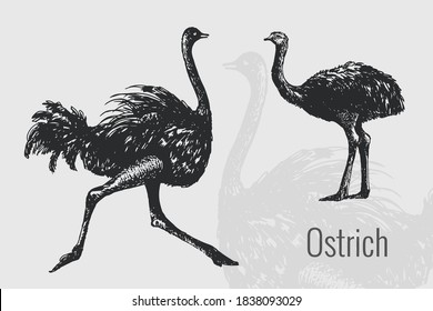 Ostrich. The vintage-inspired silhouette. Logo. Vector illustration.