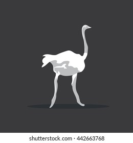 Ostrich, Wild Animals