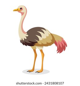 Ostriches Animal flat vector illustration