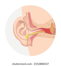 Otitis externa anatomy ear disease inflammation