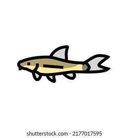 otocinclus Fischfarbsymbol Vektorgrafik. otocinclus Fischzeichen. einzelne Symbolillustration