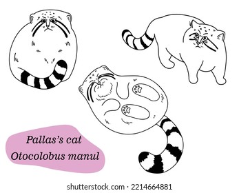 Otocolobus Manul Pallas cat set of outline doodle illustration