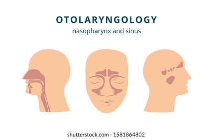 Otolaryngology - Ear, Nose And Throat Health Drawing Set With Human Head In Profile And Front View Showing Nasopharynx And Sinus Parts, Isolated Flat Vector Illustration On White Background