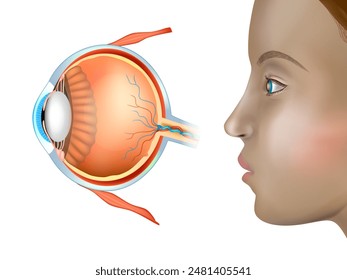 Otolaryngology. Medical poster with human eye anatomy.