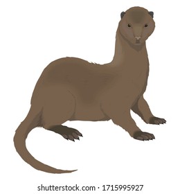 Otter Animal Cartoon Character Template Collection