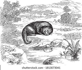 Otter animal, From the Dictionary of Word and Things, 1888.