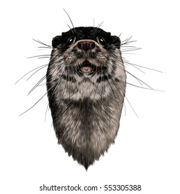 otter head color vector illustration