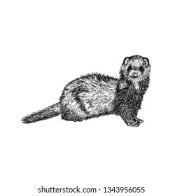 Otter illustration vector, hand drawn vector 