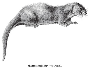 Otter (Lutra vulgaris) / vintage illustration from Meyers Konversations-Lexikon 1897