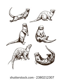 Otter set of vector illustrations. Hand drawn sketch, vintage style