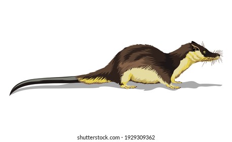 Otter Shrew. A small animal, a field yellow rodent with a very long tail.Isolated in white background.Vector illustration